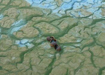 Crosta verde cobre afluente do Tietê no noroeste paulista e afasta pescadores e turistas
