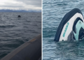 Marinha abre inquérito para investigar acidente de moto aquática em Ilhabela após mulher passar 42 horas à deriva
