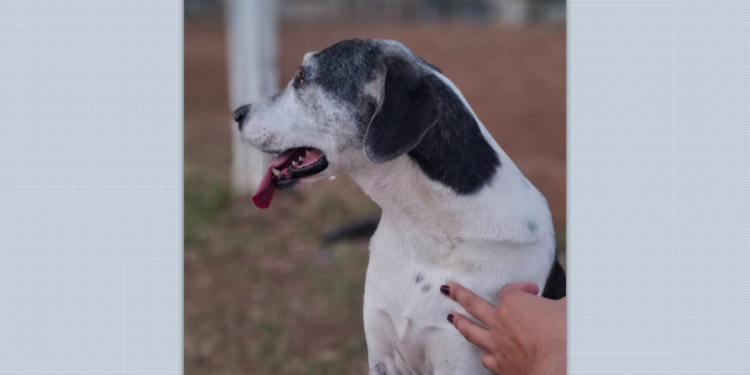 Veterinária diz ter achado 'chumbinho' em vômito de cachorra que morreu em Franca